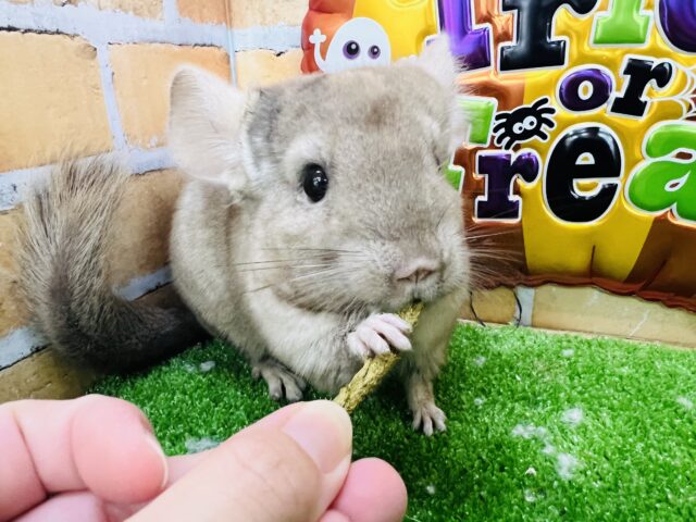 チンチラ