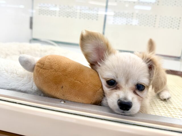 最新画像📸ハーフ犬(チワワ✖️ミニチュアダックス)男の子♫おっとりマイペース! チワックス