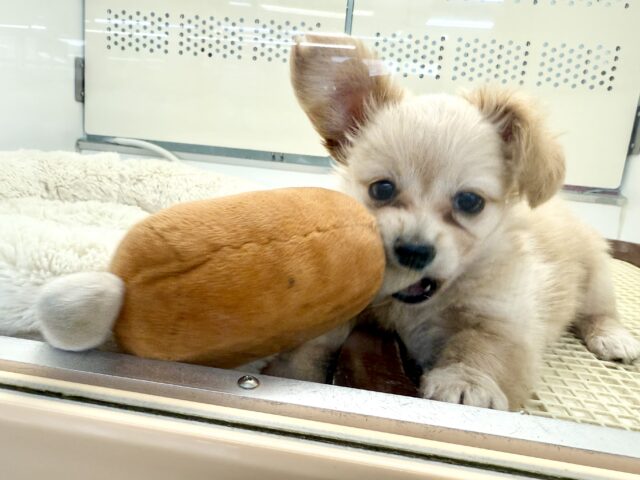 最新画像📸ハーフ犬(チワワ✖️ミニチュアダックス)男の子♫おっとりマイペース! チワックス