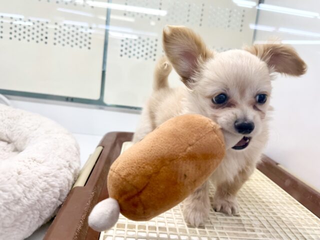 最新画像📸ハーフ犬(チワワ✖️ミニチュアダックス)男の子♫おっとりマイペース! チワックス