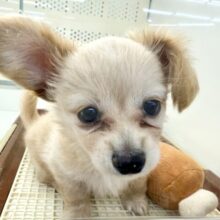 最新画像📸ハーフ犬（チワワ✖️ミニチュアダックス）男の子♫やんちゃになりそう！