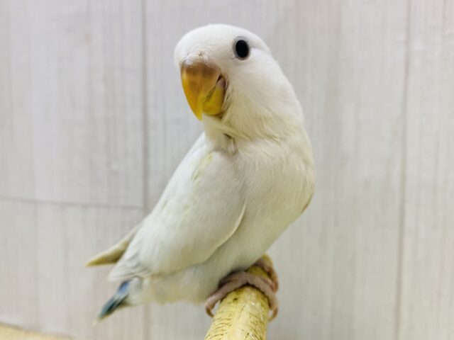 最新画像有ります❗️キュルキュルおめめで見つめちゃう🫶💕︎︎あわ〜いブルーの素敵なコザクラインコ❗️ 最新画像有ります❗️キュルキュルおめめで見つめちゃう🫶💕︎︎あわ〜いブルーの素敵なコザクラインコ❗️