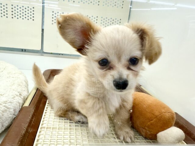 最新画像📸ハーフ犬(チワワ✖️ミニチュアダックス)男の子♫おっとりマイペース! チワックス