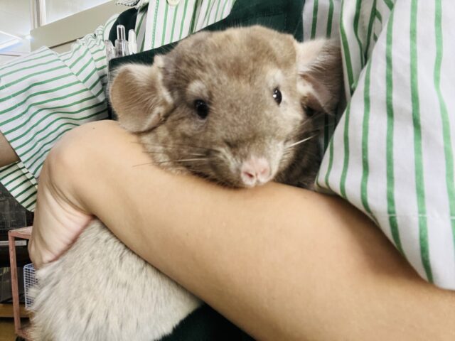チンチラ