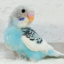 【最新画像更新🪄】トコトコ走る姿が可愛い((🐣💨))セキセイインコ(パイド) ヒナ