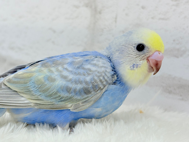 【最新画像更新🪄】まんまるおめめに吸い込まれちゃうっ🐣🫧セキセイインコ(パステルレインボー) ヒナ