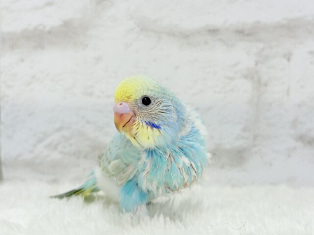 【最新画像更新🪄】わた毛界の天使来ました🧚♀️💖セキセイインコ(パステルレインボー) ヒナ セキセイインコ