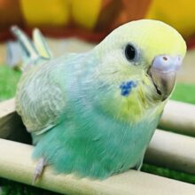10/8更新もちもち♡グリーン🍏セキセイインコのレインボーの雛💚