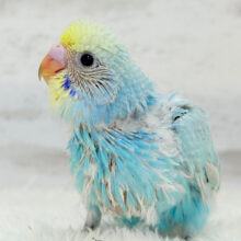 【最新画像更新🪄】わた毛界の天使来ました🧚‍♀️💖セキセイインコ(パステルレインボー) ヒナ