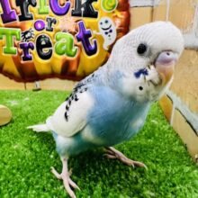 10/8更新☆雲の上の青空ちゃん🩵セキセイインコのブルーパイド！