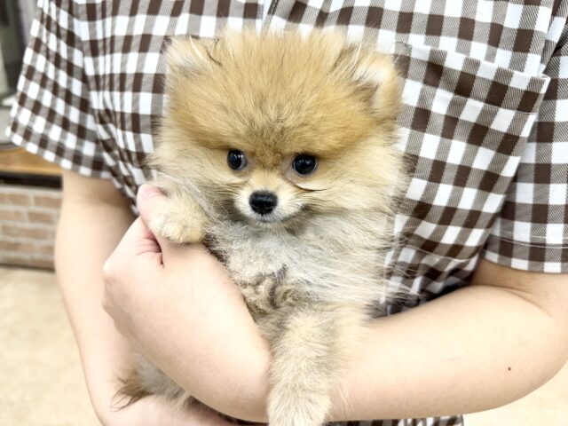 ポメラニアン
