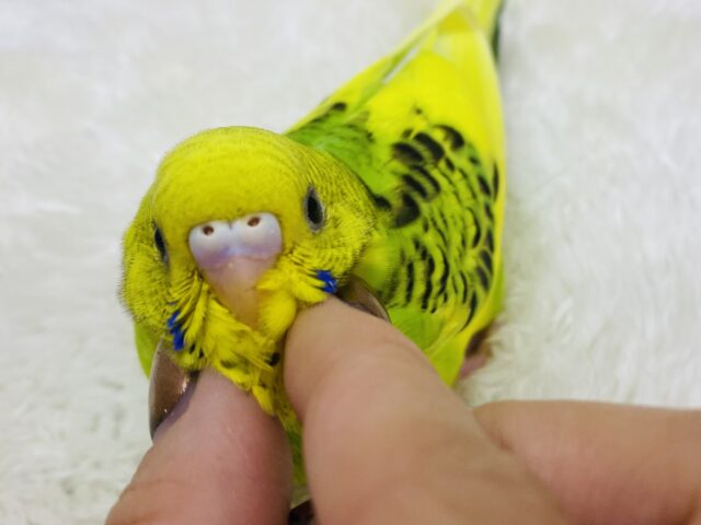 最新画像有ります⭐️ちょっぴり恥ずかしがり屋さん❓ピトっと寄り添っちゃうセキセイインコのパイド🌟