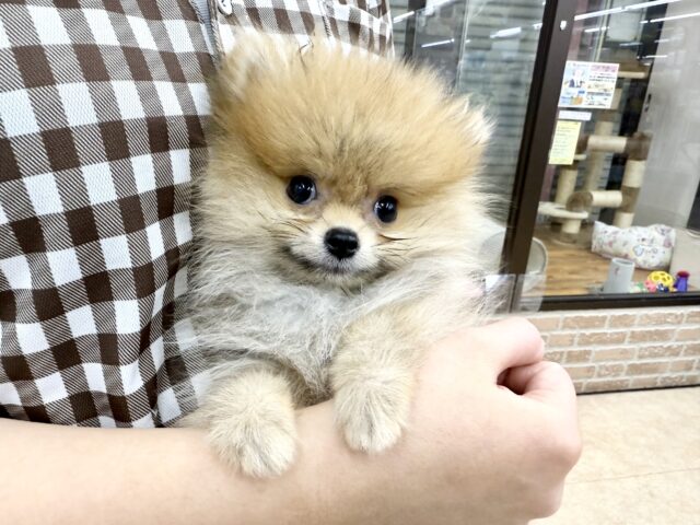 ポメラニアン