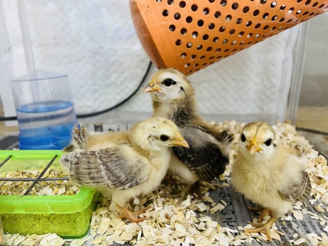 世界最小コケコケ🎶セラマのひよこさん入舎しました！