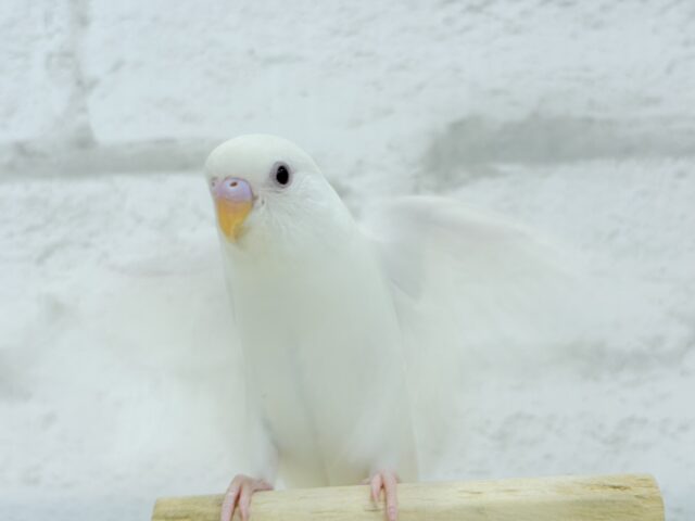 【動画更新🪄ひとり餌になりました☆】ピュアピュアホワイト🤍セキセイインコ(アルビノ) ヒナ セキセイインコ