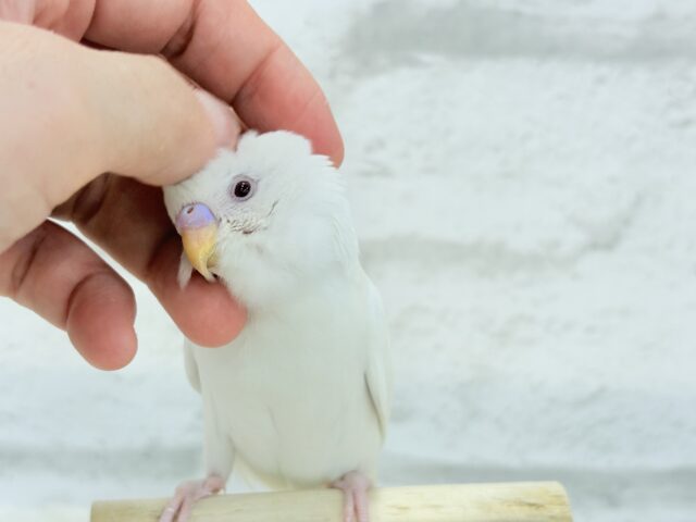 【動画更新🪄ひとり餌になりました☆】ピュアピュアホワイト🤍セキセイインコ(アルビノ) ヒナ セキセイインコ