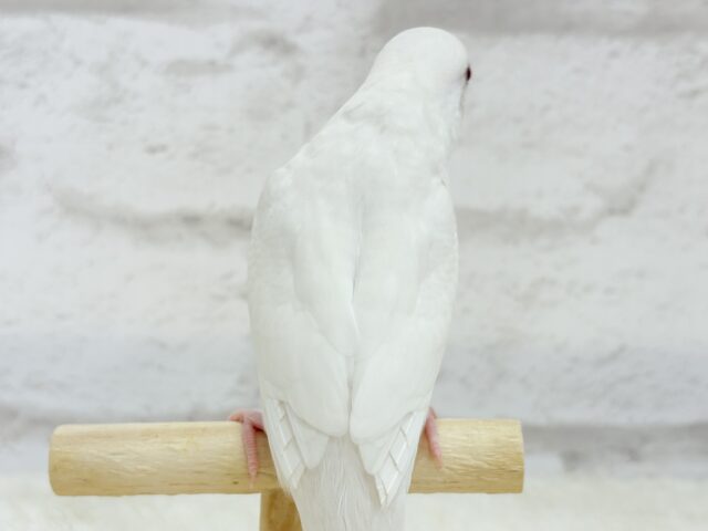 【動画更新🪄ひとり餌になりました☆】ピュアピュアホワイト🤍セキセイインコ(アルビノ) ヒナ セキセイインコ
