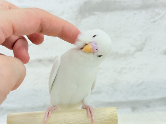 【動画更新🪄ひとり餌になりました☆】ピュアピュアホワイト🤍セキセイインコ(アルビノ) ヒナ セキセイインコ