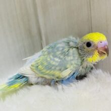 色とりどりのオシャレさん💙🩶セキセイインコのパステルカラーレインボー🌟