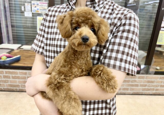 最新画像📸トイプードル(レッド)女の子♪最初だけビビッちょだけど慣れると甘えんぼ〜💕 トイプードル