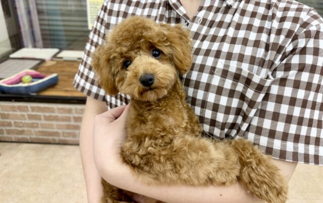 最新画像📸トイプードル（レッド）女の子♪最初だけビビッちょだけど慣れると甘えんぼ〜💕