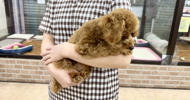 最新画像📸トイプードル(レッド)女の子♪最初だけビビッちょだけど慣れると甘えんぼ〜💕 トイプードル