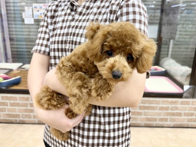 最新画像📸トイプードル(レッド)女の子♪最初だけビビッちょだけど慣れると甘えんぼ〜💕 トイプードル