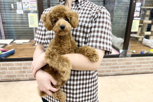 最新画像📸トイプードル(レッド)女の子♪最初だけビビッちょだけど慣れると甘えんぼ〜💕 トイプードル