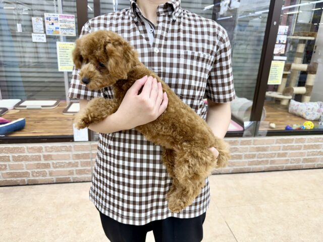 最新画像📸トイプードル(レッド)女の子♪最初だけビビッちょだけど慣れると甘えんぼ〜💕 トイプードル