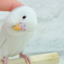 【最新画像更新🪄ひとり餌になりました‪☆】ピュアピュアホワイト🤍セキセイインコ(アルビノ) ヒナ