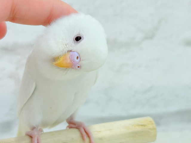 【動画更新🪄ひとり餌になりました☆】ピュアピュアホワイト🤍セキセイインコ(アルビノ) ヒナ 【動画更新🪄ひとり餌になりました☆】ピュアピュアホワイト🤍セキセイインコ(アルビノ) ヒナ