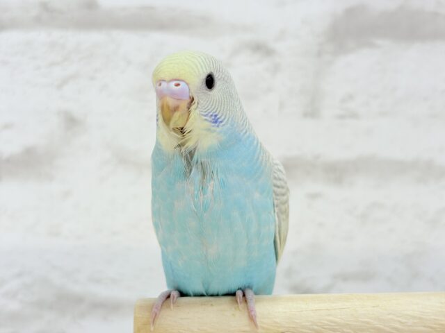 【最新画像更新🪄】個性的で魅力的🧚♀️🫧セキセイインコ(パステルレインボースパングル) ヒナ セキセイインコ