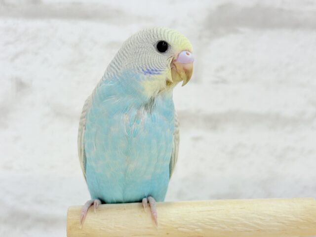 【最新画像更新🪄】個性的で魅力的🧚♀️🫧セキセイインコ(パステルレインボースパングル) ヒナ セキセイインコ