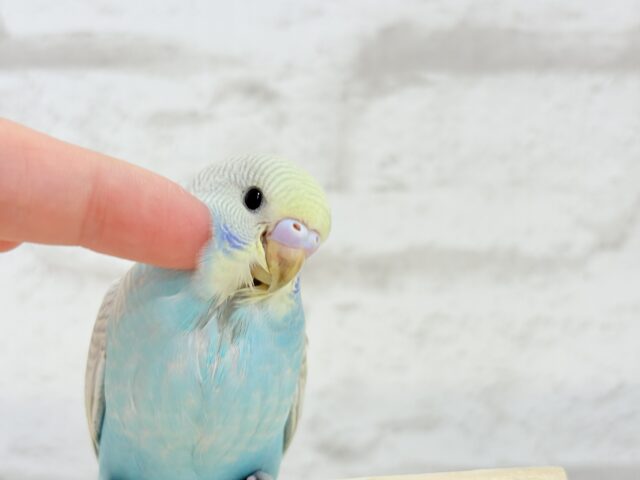 【最新画像更新🪄】個性的で魅力的🧚♀️🫧セキセイインコ(パステルレインボースパングル) ヒナ セキセイインコ