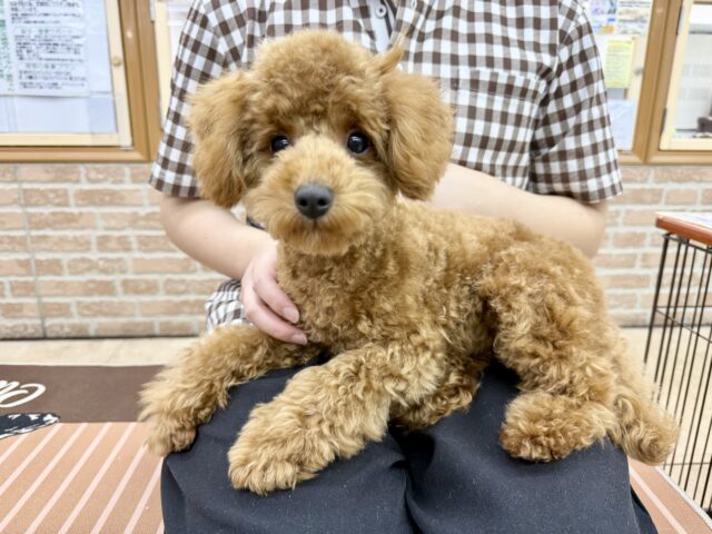 最新画像📸トイプードル(レッド)女の子♪最初だけビビッちょだけど慣れると甘えんぼ〜💕 トイプードル