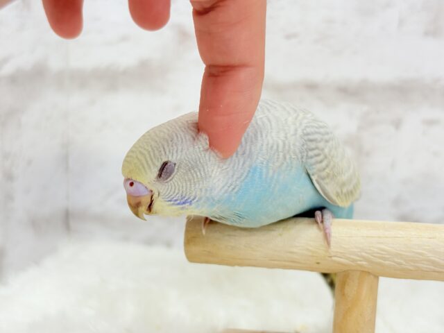 【最新画像更新🪄】個性的で魅力的🧚♀️🫧セキセイインコ(パステルレインボースパングル) ヒナ セキセイインコ