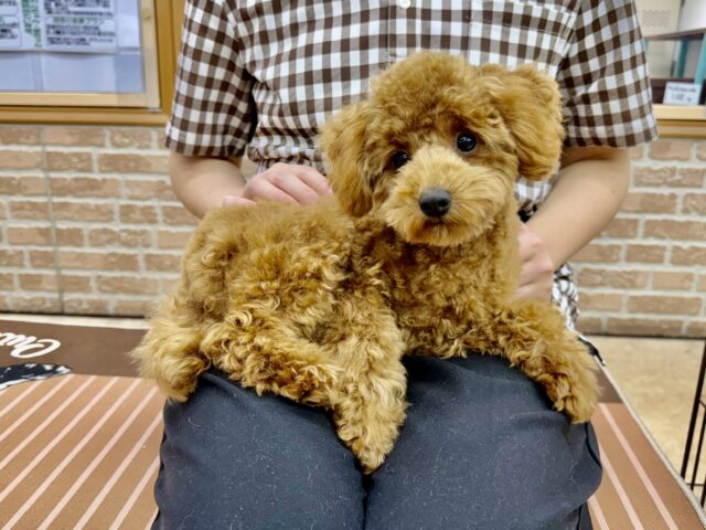 最新画像📸トイプードル(レッド)女の子♪最初だけビビッちょだけど慣れると甘えんぼ〜💕 トイプードル