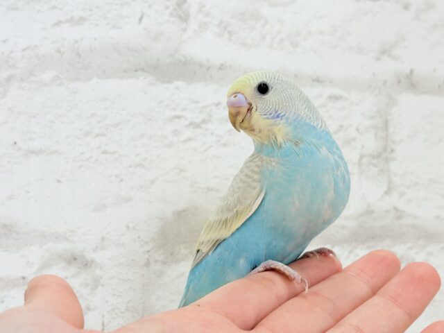 【最新画像更新🪄】個性的で魅力的🧚♀️🫧セキセイインコ(パステルレインボースパングル) ヒナ セキセイインコ