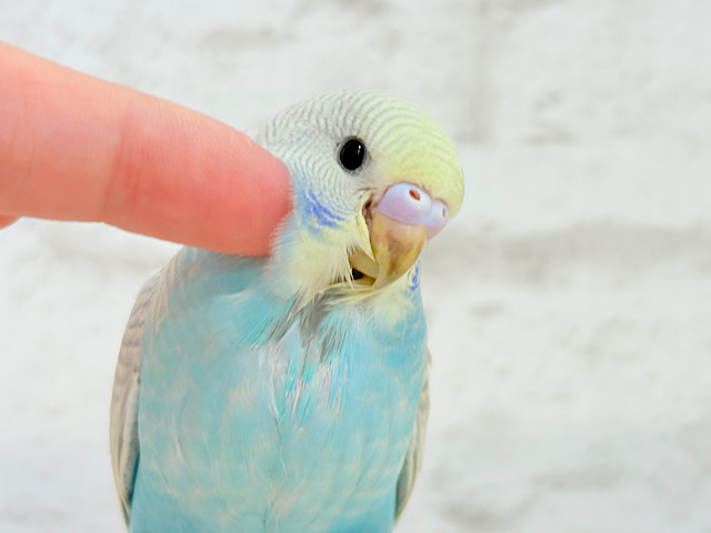 【最新画像更新🪄】個性的で魅力的🧚♀️🫧セキセイインコ(パステルレインボースパングル) ヒナ 【最新画像更新🪄】個性的で魅力的🧚♀️🫧セキセイインコ(パステルレインボースパングル) ヒナ