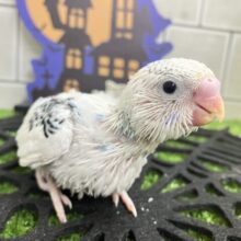 ﾓｸﾓｸ💭💞雲にLet’s painting‪🎨‪·͜·⋆꙳セキセイインコ(ブルーパイド/2025年9月生まれ)