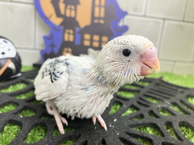 ﾓｸﾓｸ💭💞雲にLet’s painting‪🎨‪·͜·⋆꙳セキセイインコ(ブルーパイド/2025年9月生まれ)