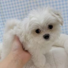 最新📷純白✨マルチーズの女の子😍
