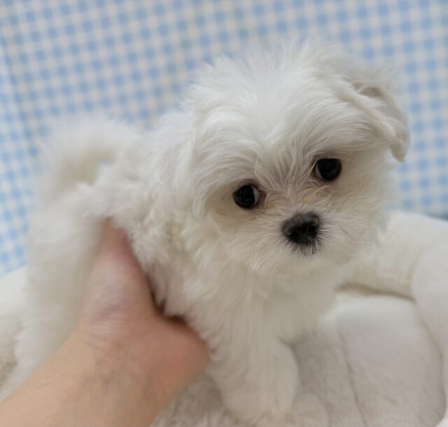 最新📷純白✨マルチーズの女の子😍