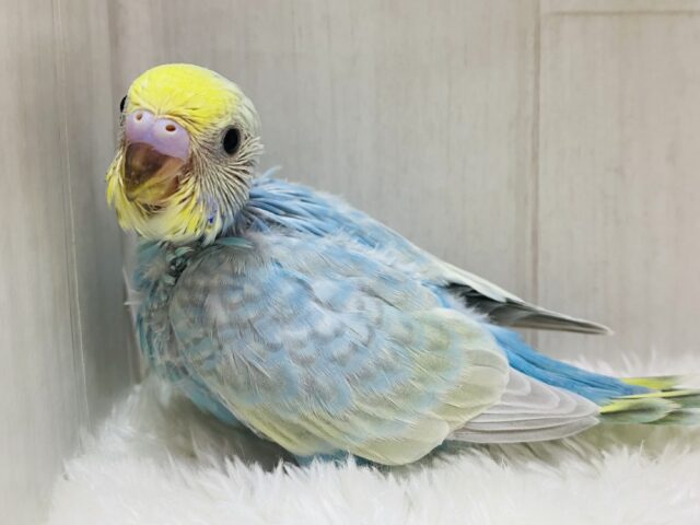 パッと🌼華やか✨お花畑の妖精さん！セキセイインコのパステルレインボー🌈