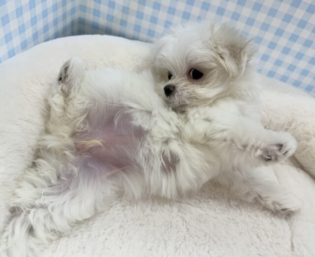 最新📷純白✨マルチーズの女の子😍 マルチーズ