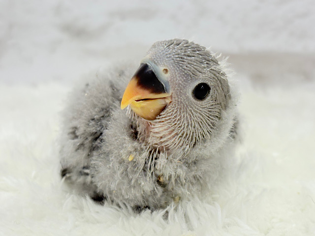 あざと可愛い🐣💖コザクラインコ(モーブ) ヒナ