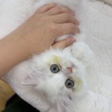 最新📷きゅんきゅんさせちゃう！ラガマフィンくん