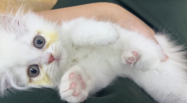 最新📷きゅんきゅんさせちゃう!ラガマフィンくん ラガマフィン