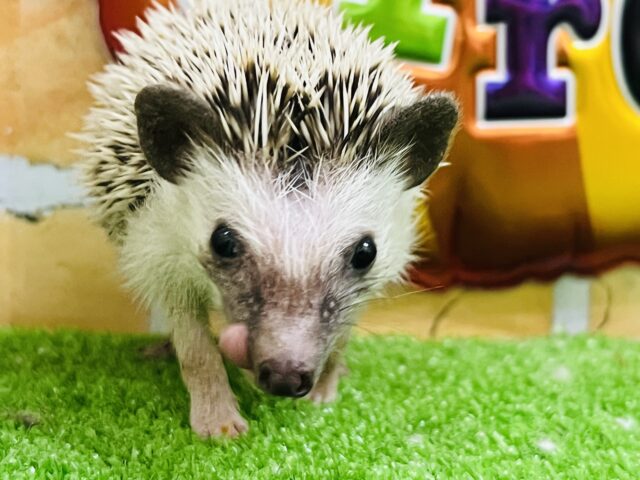 ハリネズミ（ヨツユビハリネズミ）