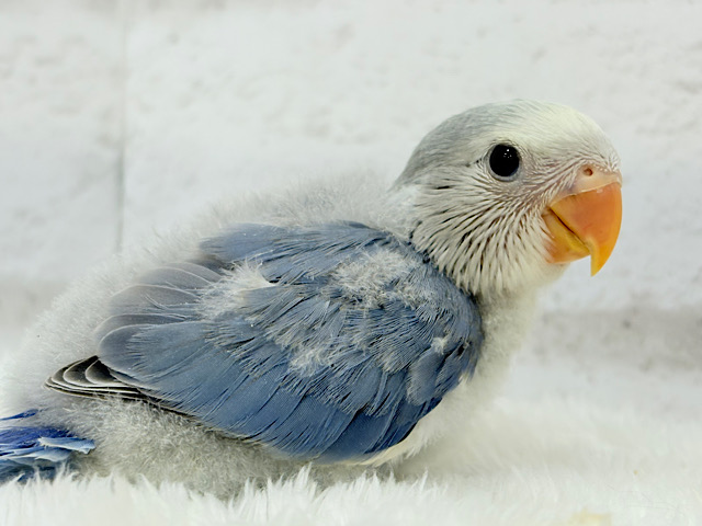 優しい色合いとお顔が目印🐣🍬コザクラインコ(バイオレットオパーリンパイド) ヒナ